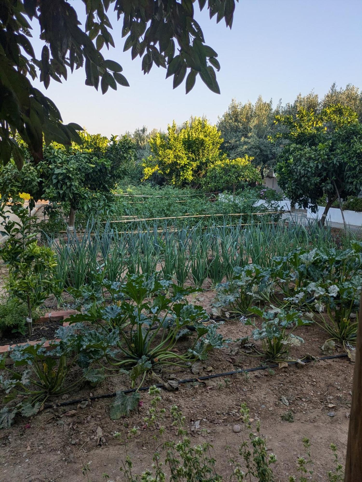 Casas De Juromenha Konuk evi Dış mekan fotoğraf